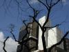 Comme un arbre dans la ville (1)