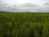 Nuages sur blés en herbes