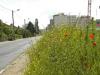 Les derniers coquelicots de Vilmorin (1)
