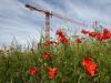 Les derniers coquelicots de Vilmorin (2)