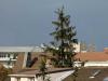 Solitude (Comme un arbre dans la ville - 4)