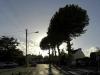 Platanes en boules