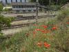Les coquelicots de Massy-Palaiseau (2)