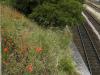 Les coquelicots de Massy-Palaiseau (1)