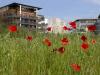 Encore quelques coquelicots à Vilmorin