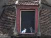 Chats assis
