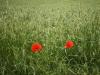 Coquelicots des champs