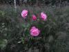 Four roses