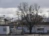 Comme un arbre dans la ville (encore et toujours)