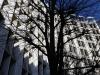 Comme un arbre dans la ville