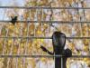 Le prisonnier à l'oiseau