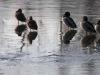 Canards laqués