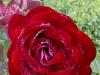 Rose pluvieuse