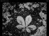 Feuilles mortes sans sépulture
