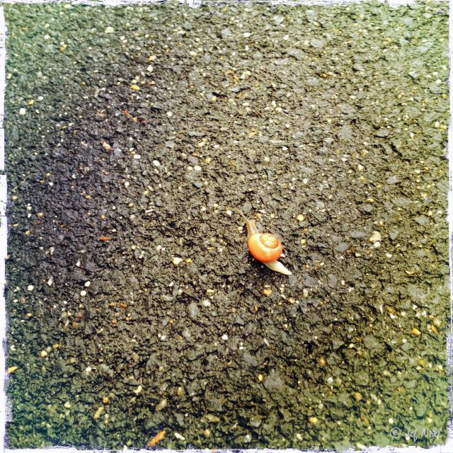 JFN_iPhone 2012_0175